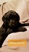Small Photo #1 Labradoodle-Poodle (Standard) Mix Puppy For Sale in HENDERSON, NV, USA