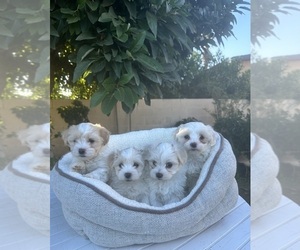 Lhatese Litter for sale in ONTARIO, CA, USA