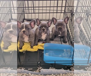 French Bulldog Litter for sale in VISALIA, CA, USA