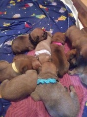 Bullmastiff Litter for sale in WEST SPRINGFIELD, MA, USA