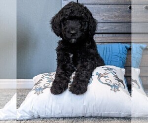 Goldendoodle Litter for sale in SAN ANTONIO, TX, USA