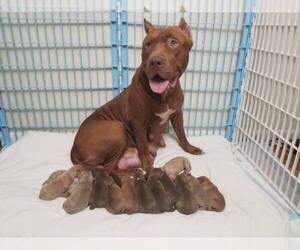 American Pit Bull Terrier Litter for sale in BROOKLYN, NY, USA