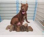 Small Photo #1 American Pit Bull Terrier Puppy For Sale in BROOKLYN, NY, USA