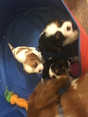 Cavalier King Charles Spaniel Litter for sale in MCCALL, ID, USA
