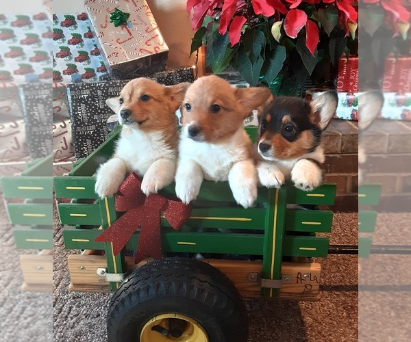 Medium Photo #1 Pembroke Welsh Corgi Puppy For Sale in SPRINGFIELD, MO, USA