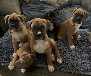 Boxer Litter for sale in FLORENCE, NE, USA