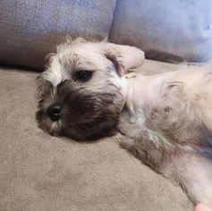 Schnauzer (Miniature) Litter for sale in KENT, OH, USA