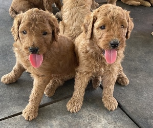 Goldendoodle Litter for sale in HALLETTSVILLE, TX, USA