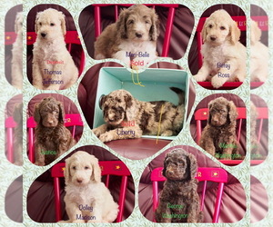 Poodle (Standard) Litter for sale in LINCOLN, CA, USA