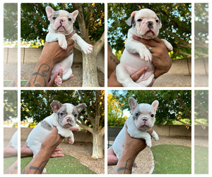 Faux Frenchbo Bulldog Litter for sale in MESA, AZ, USA