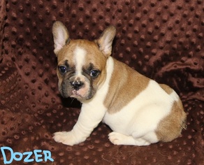 French Bulldog Litter for sale in MOUNTAIN HOME, AR, USA