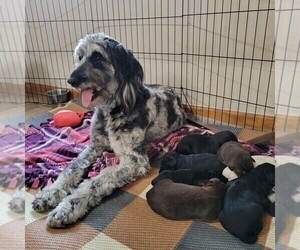 Aussiedoodle Litter for sale in INDIANAPOLIS, IN, USA