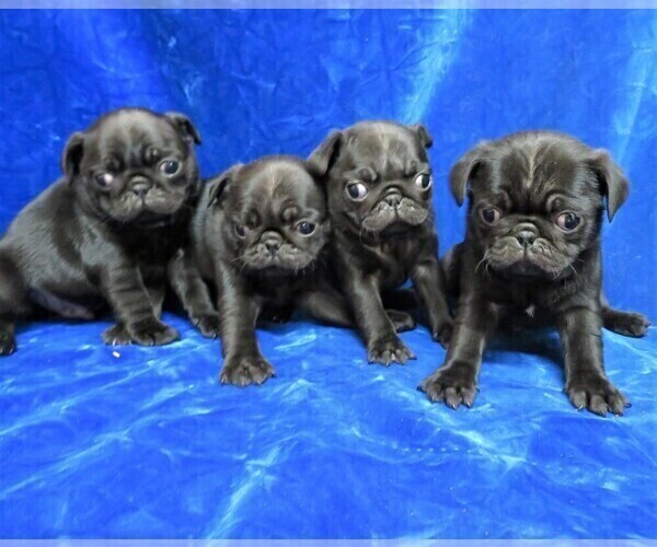 Medium Photo #1 Pug Puppy For Sale in NORWOOD, MO, USA