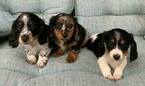 Small Photo #1 Dachshund Puppy For Sale in MALAKOFF, TX, USA