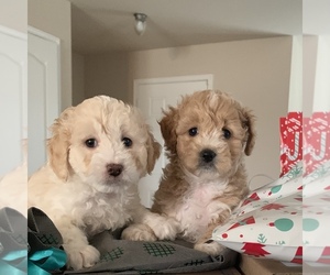 Maltipoo Litter for sale in BAYTOWN, TX, USA