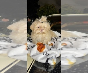 Shih Tzu Litter for sale in HAYWARD, CA, USA