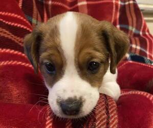 Jack Russell Terrier Litter for sale in LINCOLN, IL, USA