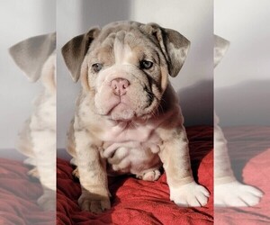 Bulldog Litter for sale in FOREST VIEW, IL, USA