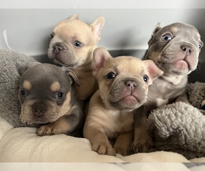 French Bulldog Litter for sale in FERNDALE, WA, USA