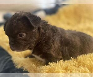 French Bulldog Litter for sale in MIAMI LAKES, FL, USA