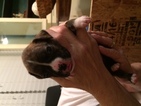 Small Photo #1 Boxer Puppy For Sale in DACULA, GA, USA