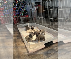 French Bulldog Litter for sale in MODESTO, CA, USA