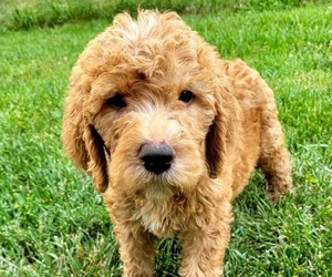 Labradoodle-Poodle (Standard) Mix Litter for sale in ROGERSVILLE, MO, USA