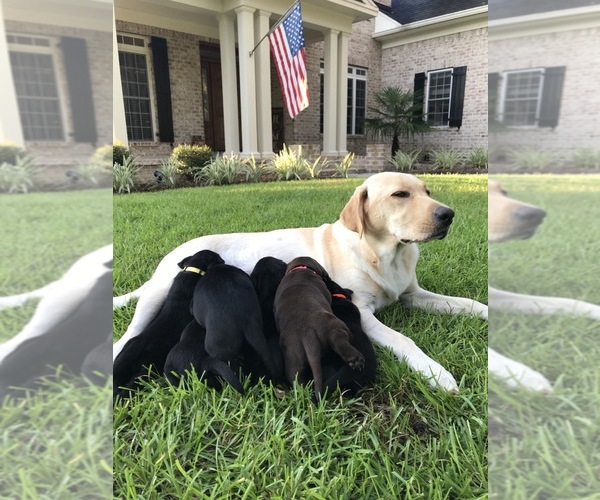 Medium Photo #1 Labrador Retriever Puppy For Sale in RICHMOND HILL, GA, USA