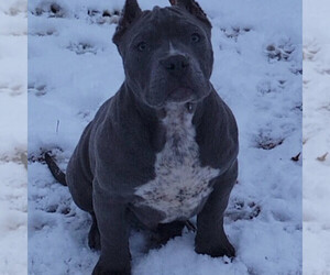 American Bully Litter for sale in MOTLEY, MN, USA