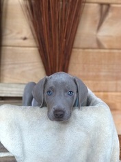 Weimaraner Litter for sale in PIGEON FORGE, TN, USA