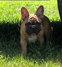 French Bulldog Litter for sale in WEST PLAINS, MO, USA