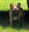 Small Photo #1 French Bulldog Puppy For Sale in WEST PLAINS, MO, USA