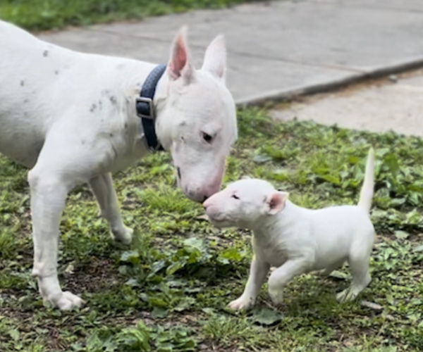Medium Photo #1 Bull Terrier Puppy For Sale in OXFORD, NC, USA