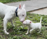 Small Photo #1 Bull Terrier Puppy For Sale in OXFORD, NC, USA