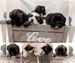 Shih Tzu Litter for sale in ATWATER, CA, USA