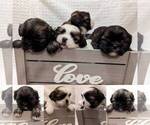 Small Photo #1 Shih Tzu Puppy For Sale in ATWATER, CA, USA