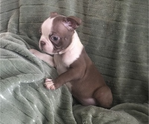 Medium Boston Terrier