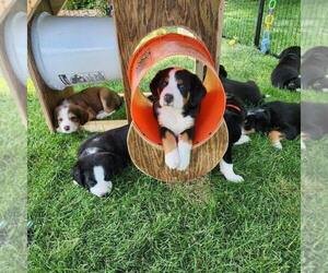 Bernedoodle-Greater Swiss Mountain Dog Mix Litter for sale in HOMER GLEN, IL, USA