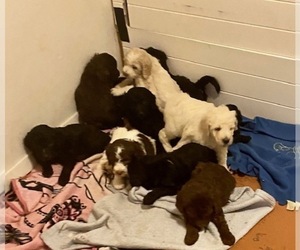 Goldendoodle Litter for sale in OROFINO, ID, USA