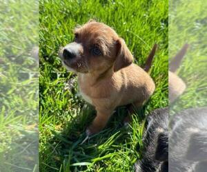 Chorkie Litter for sale in CONOVER, NC, USA