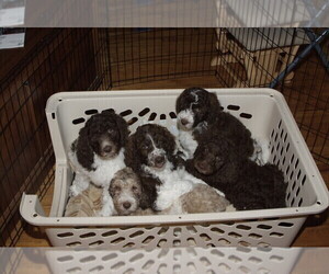 Labradoodle Litter for sale in GALION, OH, USA