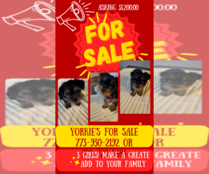 Yorkshire Terrier Litter for sale in BROOKFIELD, IL, USA