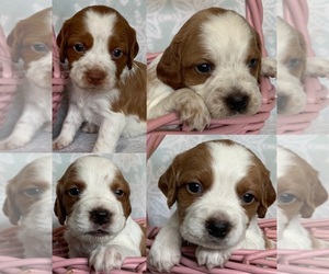 Brittany Litter for sale in DILLSBURG, PA, USA