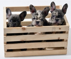 French Bulldog Litter for sale in SECAUCUS, NJ, USA