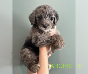 Aussiedoodle Litter for sale in SOMERVILLE, TN, USA