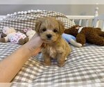 Small Photo #1 Maltipoo Puppy For Sale in REDLANDS, CA, USA