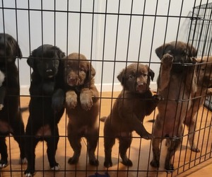 Flat Coated Retriever-Golden Shepherd Mix Litter for sale in VIRGINIA BEACH, VA, USA