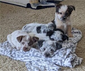 F2 Aussiedoodle Litter for sale in INKOM, ID, USA