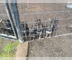 Alaskan Husky-German Shepherd Dog Mix Litter for sale in LACEY, WA, USA