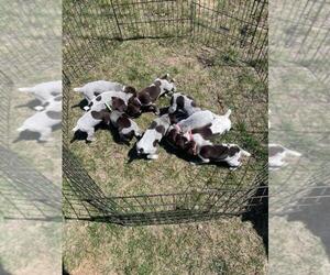 German Shorthaired Pointer Litter for sale in BECKER, MN, USA